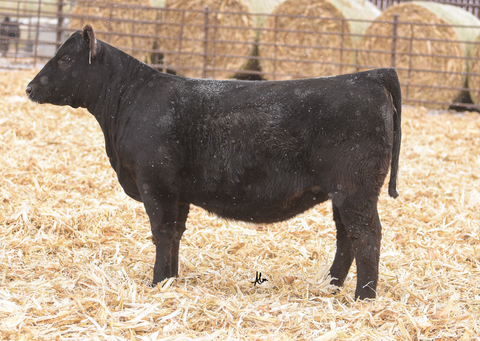 Lot 21: Poss Elmaretta 2641