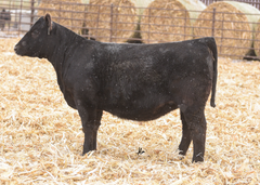 Lot 21: Poss Elmaretta 2641