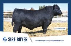 Lot 8: SAV Emblynette 6218 - (Bonanza)