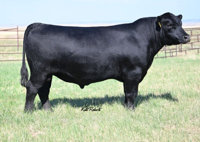 Quaker Hill Upper Cut 1Y22 - 1 unit