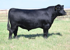 Quaker Hill Upper Cut 1Y22 - 1 unit