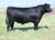 Quaker Hill Upper Cut 1Y22 - 1 unit