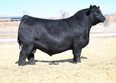 Lot 22: KR Blackcap 7383