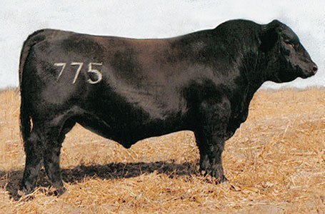 Rito 707 of Ideal 3407 7075 - 1 unit