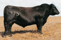 Rito 707 of Ideal 3407 7075 - 1 unit