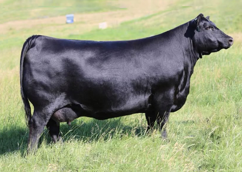 Lot 19: Remitall F Tibbie 51C