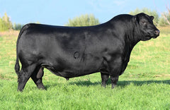Lot 8: Blairswest Erica 6K