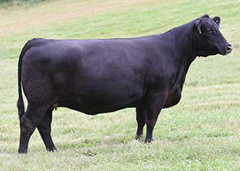 Lot 20: Roseda Blackcap B103 D118