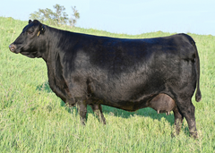 Lot 12: SAC Blackcap May 0243