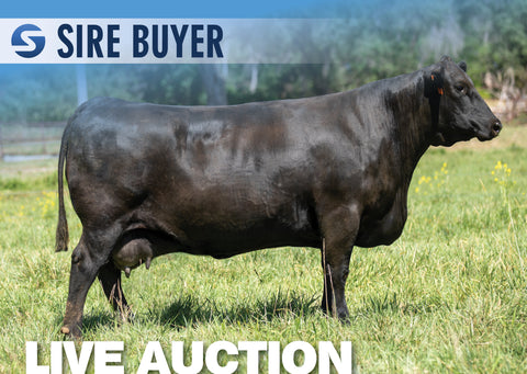 Lot 8: SAC Blackcap May 7316 - 3 Embryos