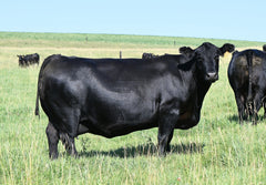 Lot 4: SAC Emblynette 7340 - (Net Worth - F)