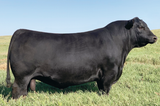 Angus Semen Package - 4184