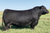 Angus Semen Package - 4184