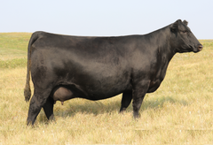 SAV Blackcap May 9858 (3 embryos)