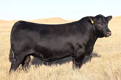 Lot 20: SAV Blackcap May 0624