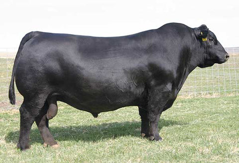 SAV Net Worth 4200 - 10 units