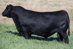 SAV Blackcap May 4517 (Renovation)