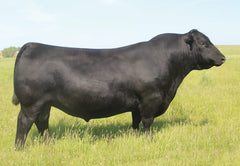 Angus Semen Package - 4184