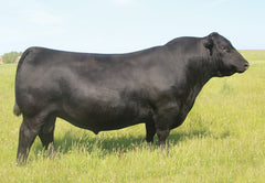 Lot 2: SAV Blackcap May 4517 - 3 Embryos