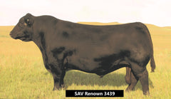 Lot 12: Hawk Emblynette 8531 - 2 Embryos