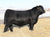SAV Blackcap May 0588 (6 embryos)