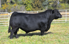 Lot 25: SAV Madame Pride 4466