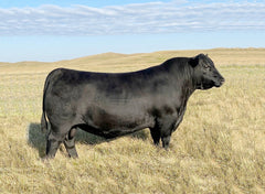 Lot 13: SAV Blackcap May 0591- 3 Embryos