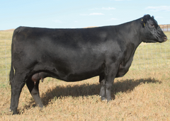 Lot 2: SAV Blackcap May 4569