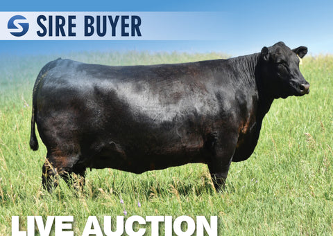 Lot 2: SAV Blackcap May 0624 (3 Embryos)