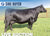 Lot 15: SAV Blackcap May 1416 (4 Embryos)