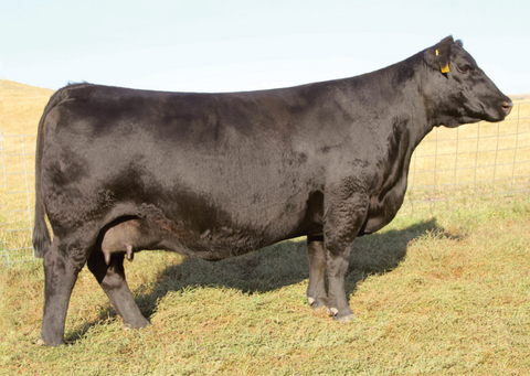 Lot 10: SAV Blackcap May 1443