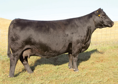 Lot 10: SAV Blackcap May 1443