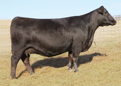 Lot 16: SAV Blackcap May 2614