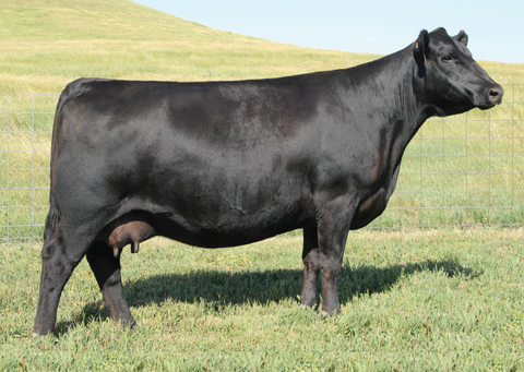 Lot 18: SAV Blackcap May 8052