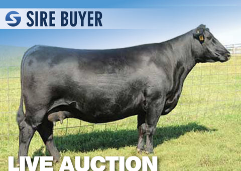 Lot 16: SAV Blackcap May 8962 (3 Embryos)