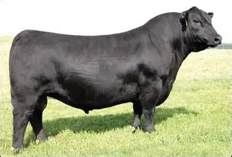 SAV Brand Name 9115 - 68 units