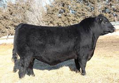 Lot 5: SAV Madame Pride 5810 - 3 Embryos