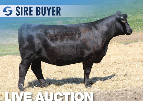 Lot 25: SAV Emblynette 3068 - (5 Embryos)