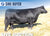 Lot 9: SAV Emblynette 6506 (3 Embryos)