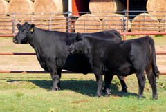Lot 23: SAV Erica 8622
