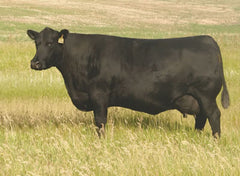 Lot 7: SAV Madame Pride 4598 - 3 Embryos