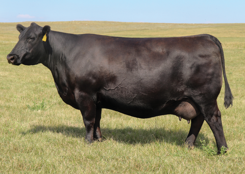 Lot 23: SAV Madame Pride 4198