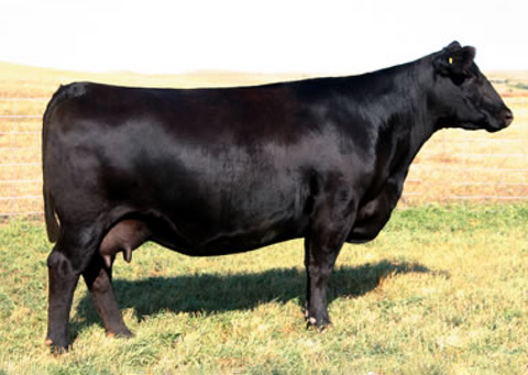 Lot 25: SAV Madame Pride 4466