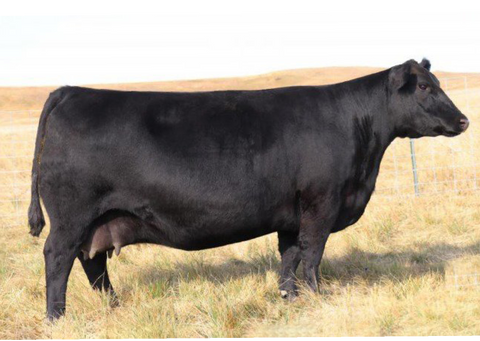 Lot 33: SAV Madame Pride 6625