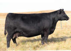 Lot 33: SAV Madame Pride 6625