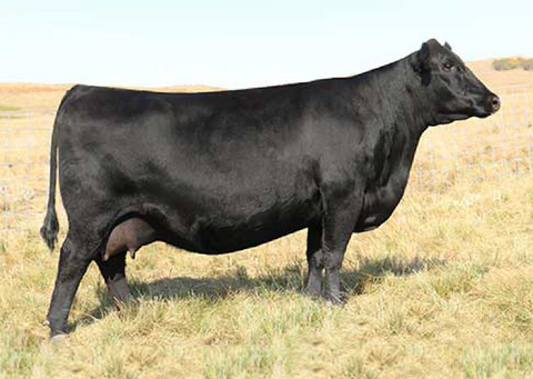 Lot 13: SAV Madame Pride 6660