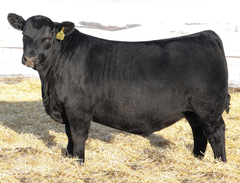 Lot 14: SAV Blackcap May 0640