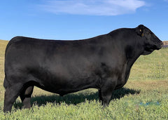Lot 15: SAV Blackcap May 7306- 3 Embryos