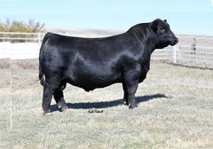Angus Semen Bundle: SB10-4647