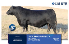 Lot 19: Hawk Emblynette 8531 - 3 Sexed F